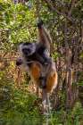Africa, Madagascar, Andasibe.akona Reserve. Diademed Sifaka Lemur clings to a tree. Art Print
